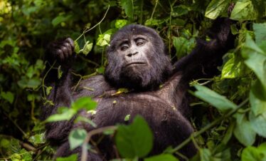 3 Days Christmas Gorilla Trekking Tour