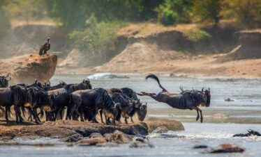 3 Days Serengeti Private Safari