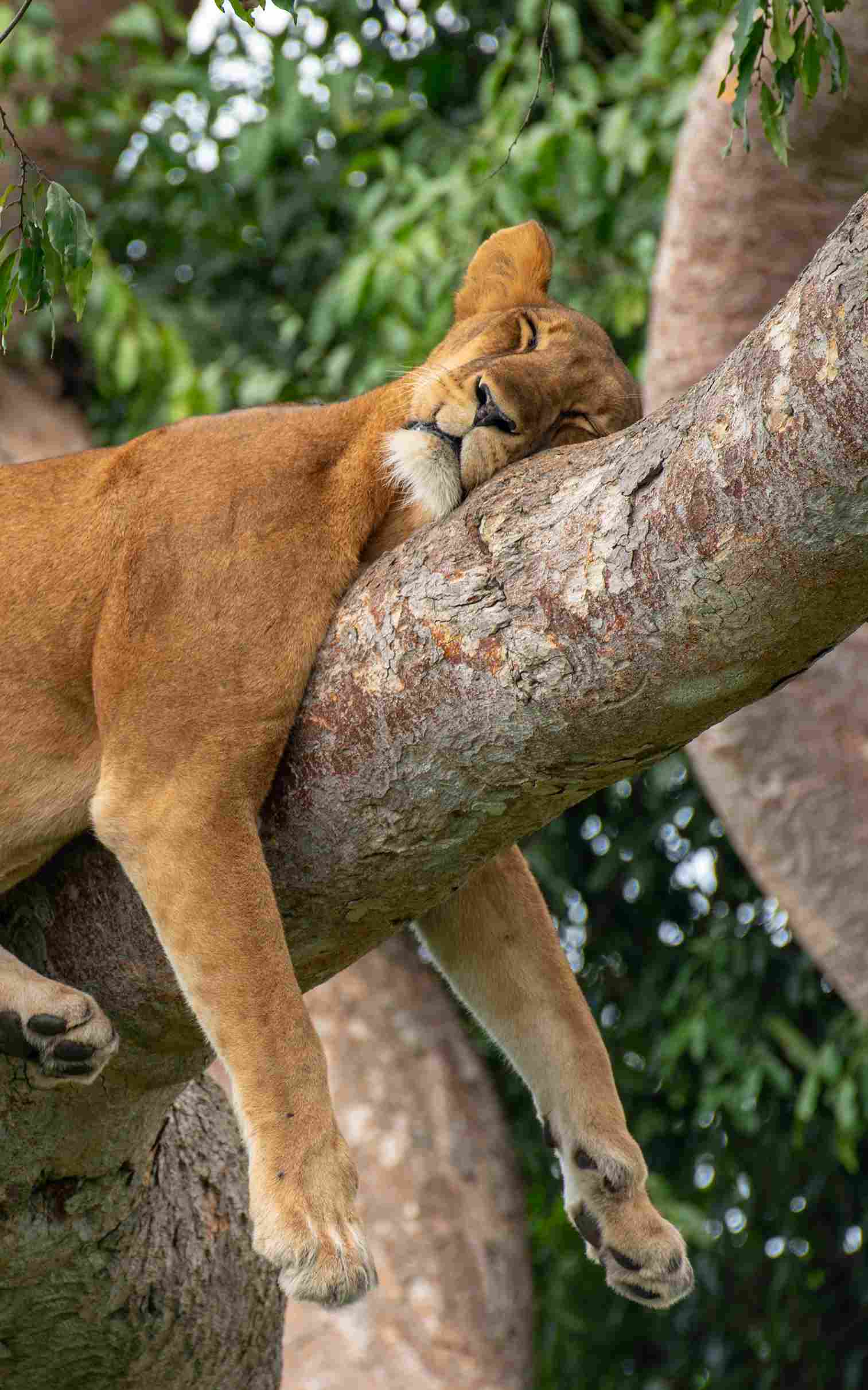 Emerald%20Africa%20Safaris