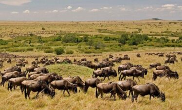 15 Days All Round Kenya Safari