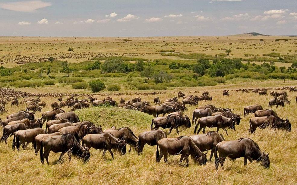 15 Days All Round Kenya Safari