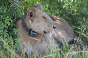 Experiential Lion Tracking in Uganda