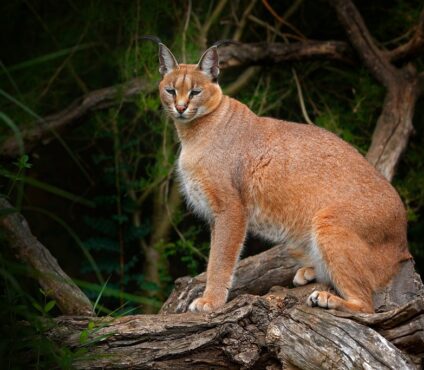 Golden Cat Tracking in Kibale National Park