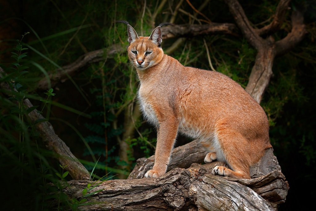 Golden Cat Tracking in Kibale National Park