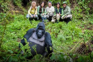Gorilla Habituation Experience in Uganda