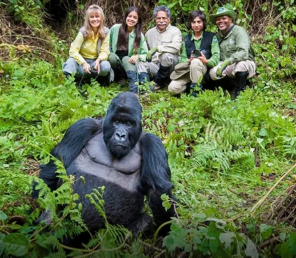 Gorilla Habituation Experience in Uganda