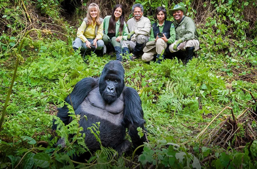 Gorilla Habituation Experience in Uganda