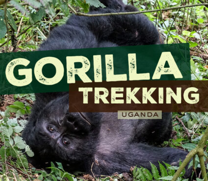 Gorilla Trekking Uganda from Germany