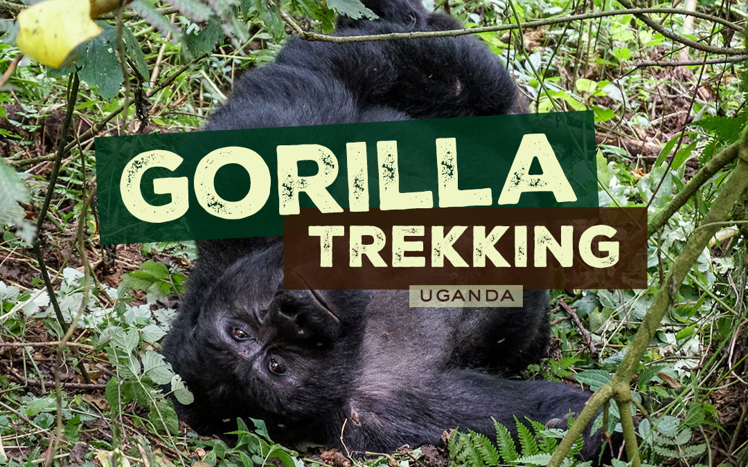 Gorilla Trekking Uganda from Germany