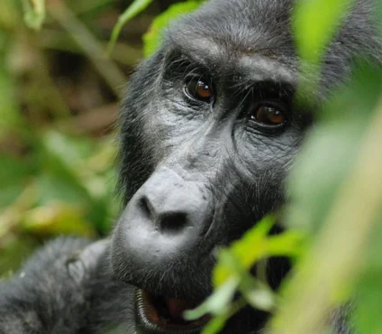 New Gorilla Habituation Costs in Uganda 2027