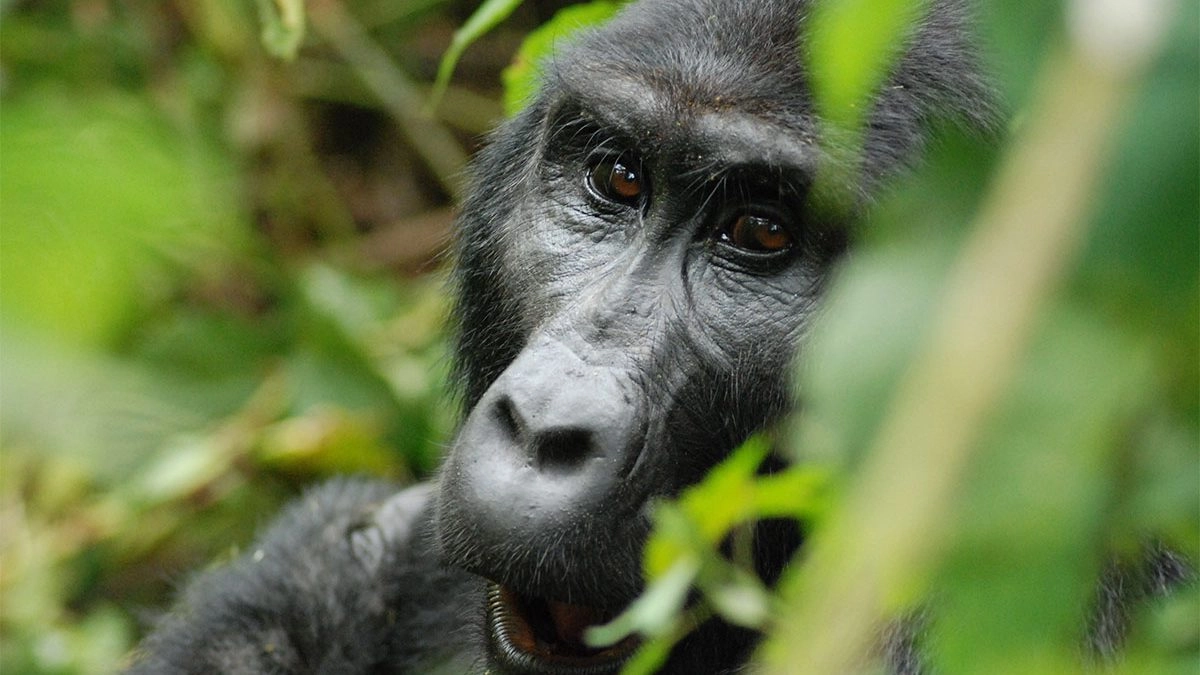 New Gorilla Habituation Costs in Uganda 2027