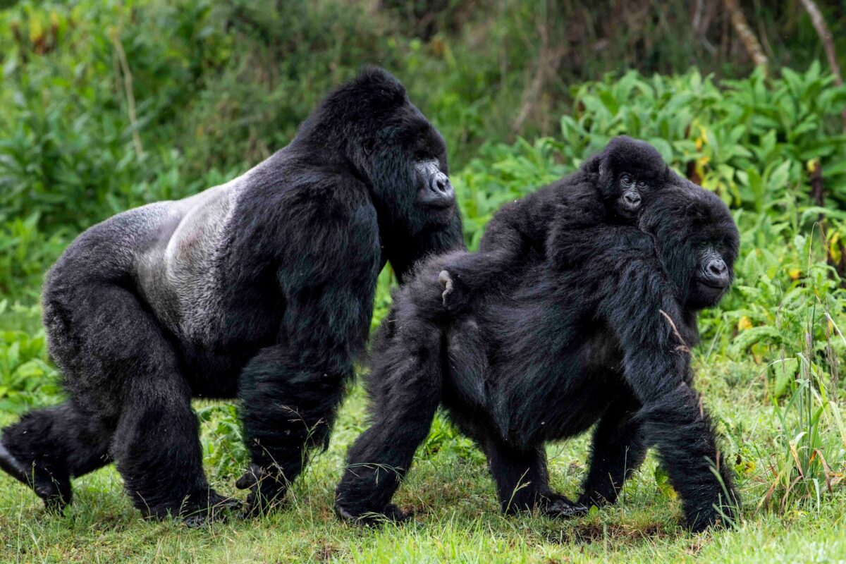 Where Mountain Gorillas Live