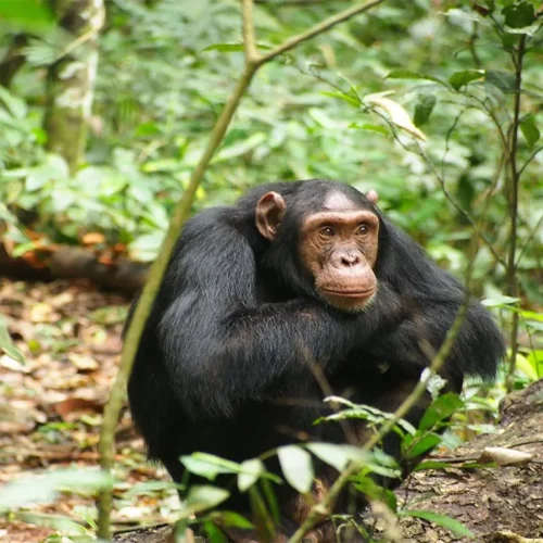 5 Days Gorilla and Chimp Trekking Safari