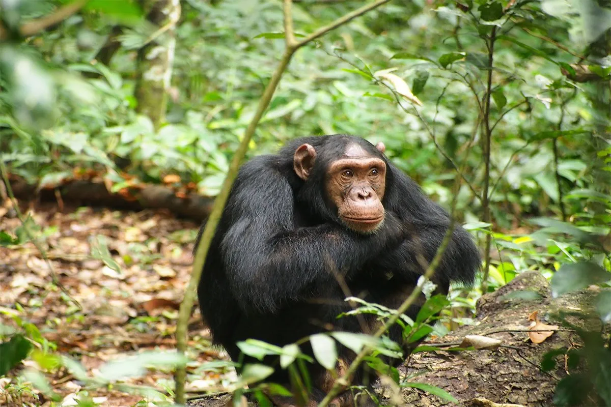 5 Days Gorilla and Chimp Trekking Safari