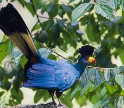 Combined Birding and Wildlife Safaris in Uganda