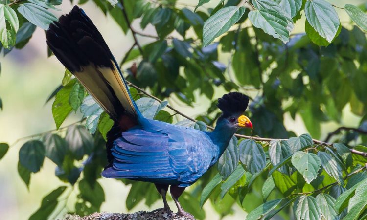 Combined Birding and Wildlife Safaris in Uganda